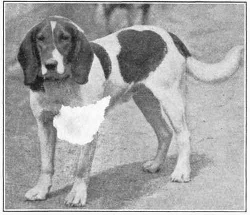 Bern Hound.