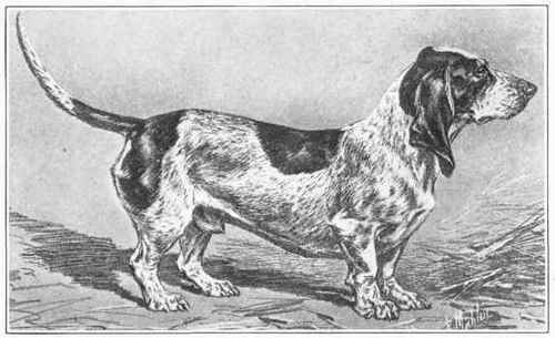 Blue Basset Of Gascogne.