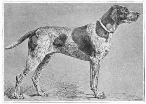 Blue Pointer Of Auvergne.