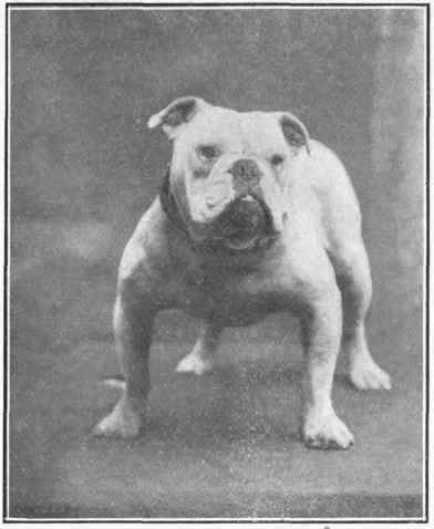 Bulldog.
