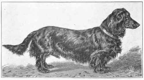Dachshund 106