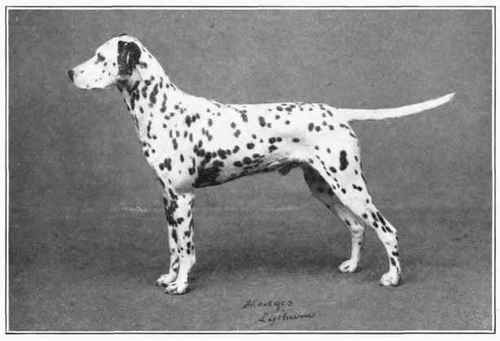 Dalmatian.