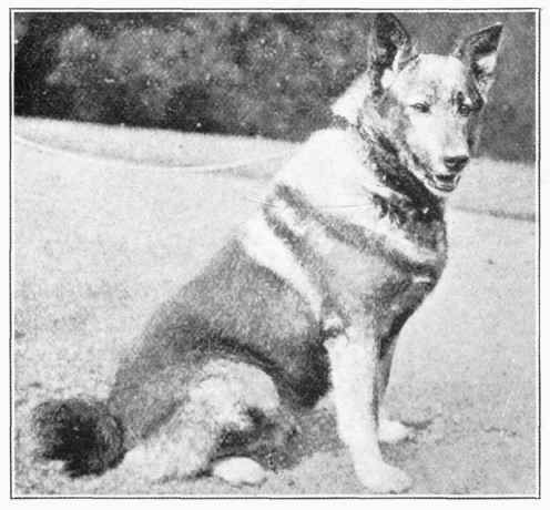 Dog Of Noorland.