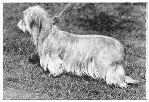 Drop Eared Skye Terrier