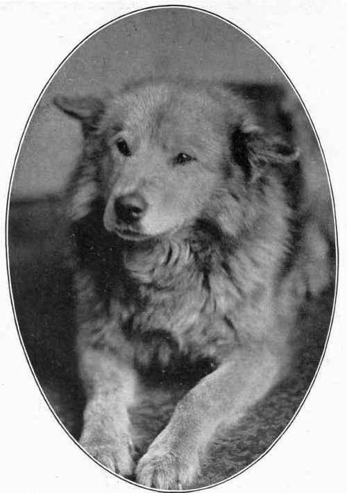 Dubby, a McKenzie River huskie, of the Allan and Darling Kennel.