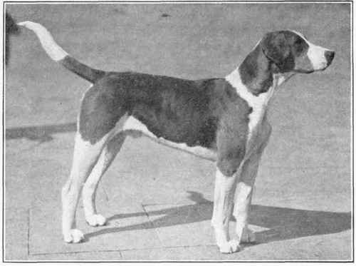 English Foxhound.