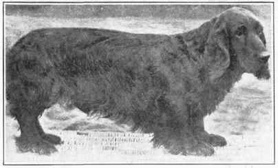 Field Spaniel.