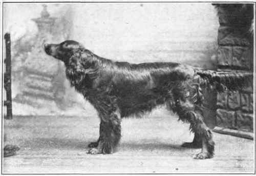 Gordon Setter.