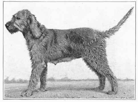 Griffon Fauve De Bretagne.