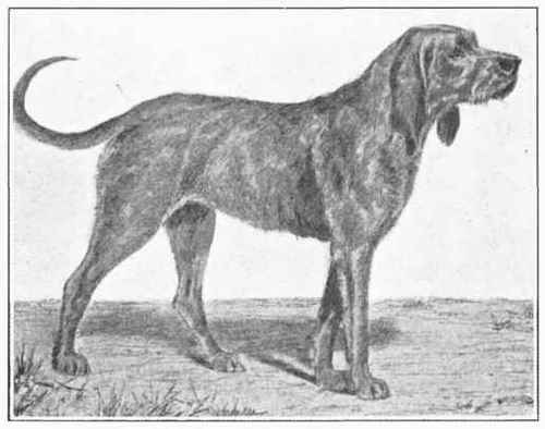 Gris De Saint Louis.