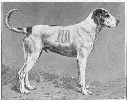 Hound Of Vendee.