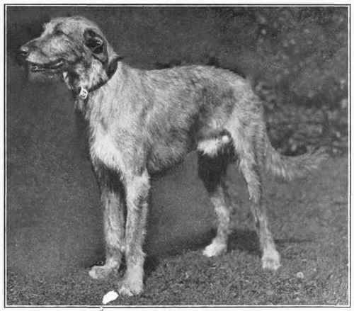 Irish Wolfhound.