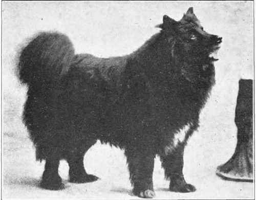 Lapland Sheepdog.