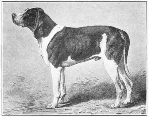 Normand Dog.