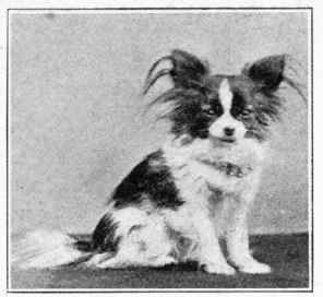 Papillon.