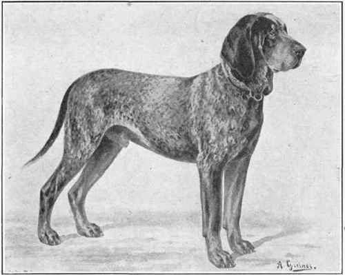 Pointer Of Wurtemberg.