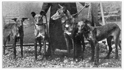 Portuguese Greyhound.