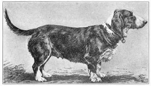 Rough Coated Basset Of Brittany.