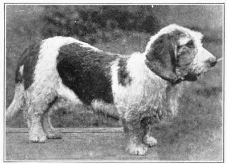 Rough Coated French Basset Hound.