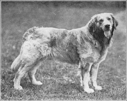 Russian Yellow Retrievers.