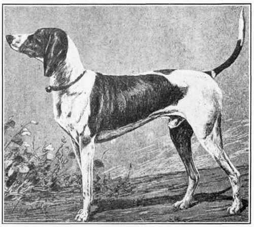 Swiss Hound.