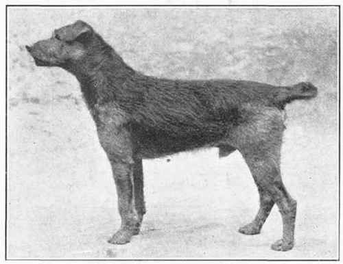 Welsh Terrier.