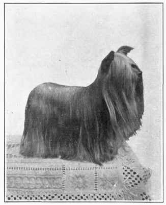Yorkshire Terrier.