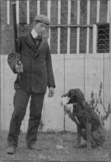 CHESAPEAKE RETRIEVING A DEAD DUCK.