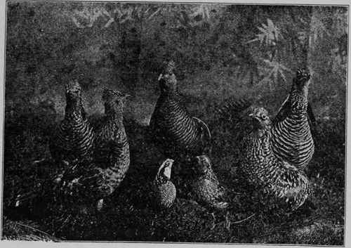 GROUP OF GAME BIRDS.