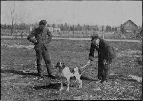 PUTTING A DOG IN SHAPE FOR A DOG SHOW.