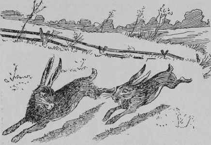 RABBITS.