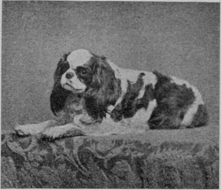 SPANIEL.