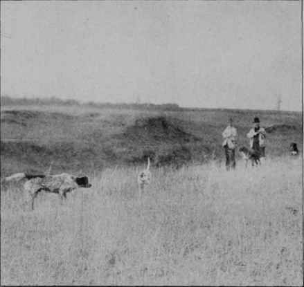 TEACHING A DOG TO POINT.