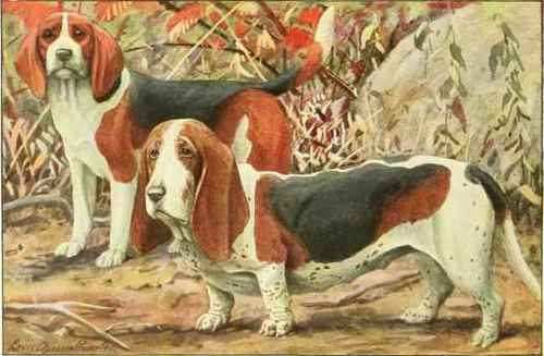Beagle, Basset.