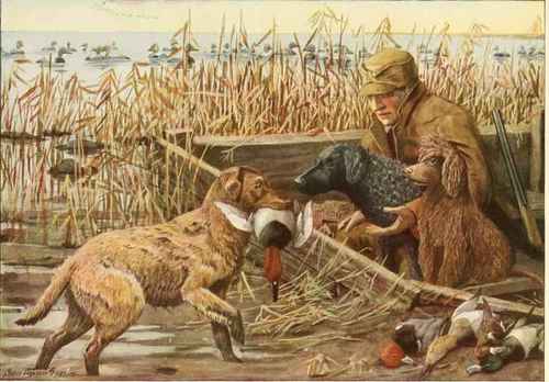 Chesapeake Retriever   Curly Coated Retriever   Irish Water Spaniel.