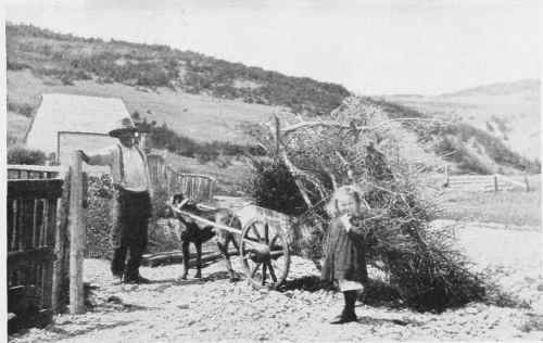 Dogs Do Their Farm And Household Bit In Canada As Well As In Belgium And Holland   A Scene In Perce, Province Of Quebec.