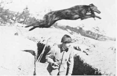 French War Dog: A Courser Whose Winged Feet Spurn The Earth.