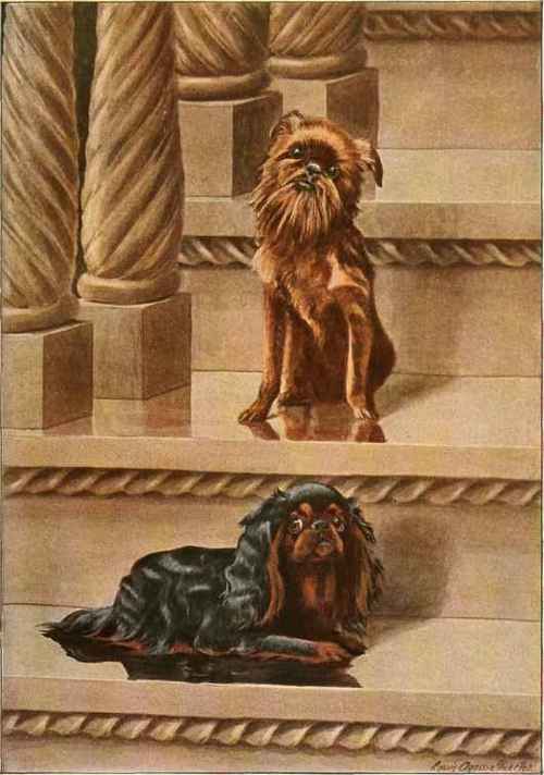 King Charles Spaniel, Brussels Griffon.