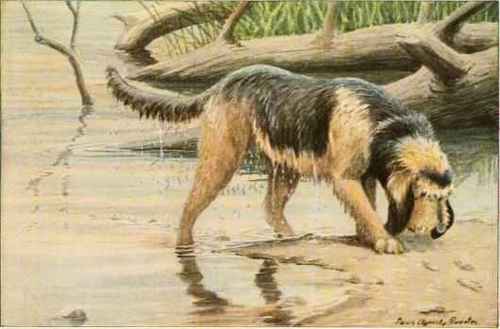Otterhound.