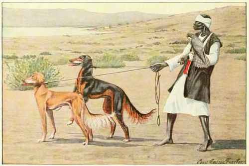Slughi. Persian Gazellehound.