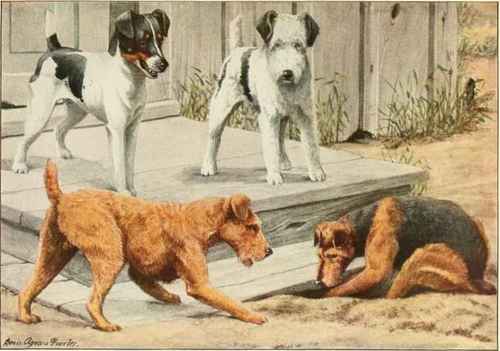 Smooth Coated Fox Terrier, Wire Haired Fox Terrier, Irish Terrier Welsh Terrier.