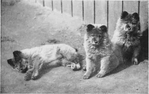 Their Ancestors Came From The Celestial Kingdom.