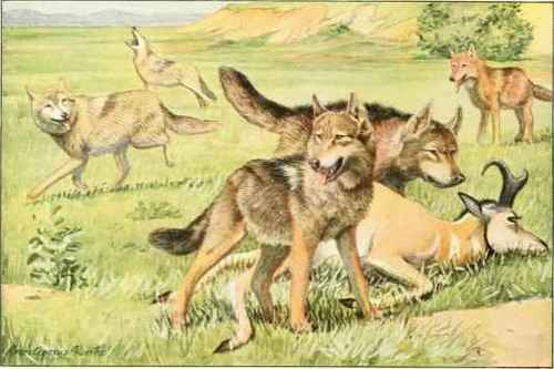Timber Wolf And Coyote.