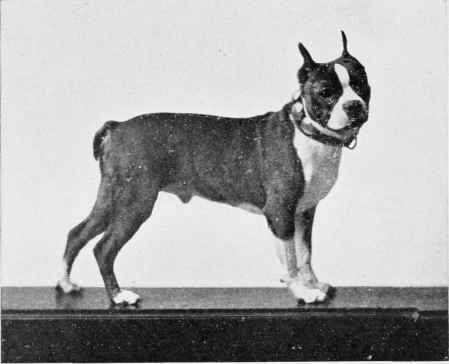 BOSTON TERRIER, SPORTSMAN.'