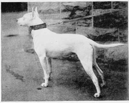 BULL TERRIER, STREATHM MONARCH.
