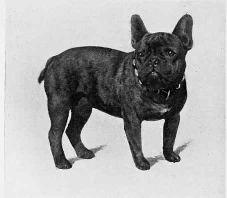 FRENCH BULL DOG, RICO.