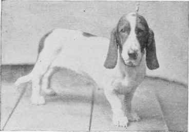 THE BASSET, BET.