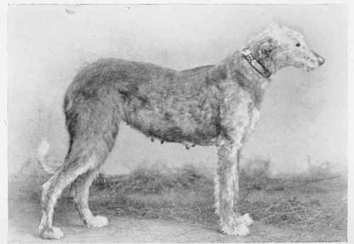 THE DEERHOUNT, OLGA.
