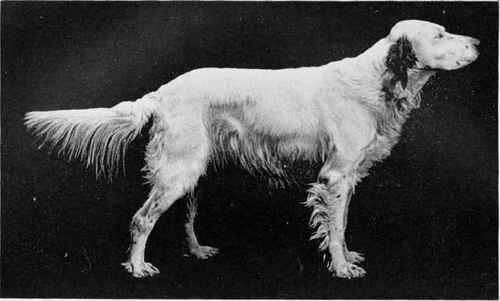 THE ENGLISH SETTER, MONK OF FURNESS.