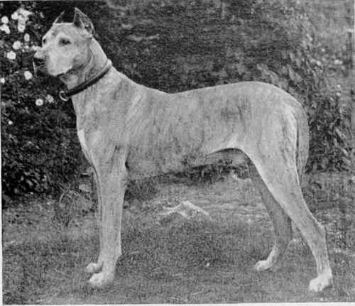 THE GREAT DANE, HANNIBAL THE GREAT.